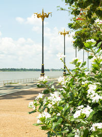 Flowering plants by street against sky