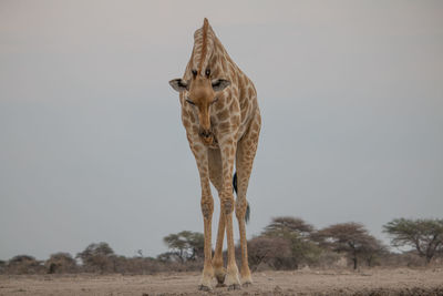 Dead tree on field against sky