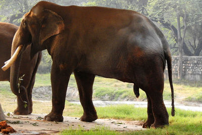 indian elephant