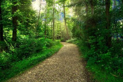 Road amidst trees in forest