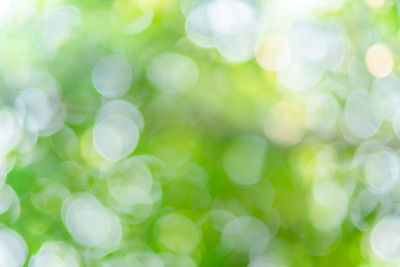 Defocused image of green plant