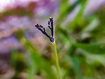 Close-up of snow on plant platyptilia is a genus of moths in the family pterophoridae 