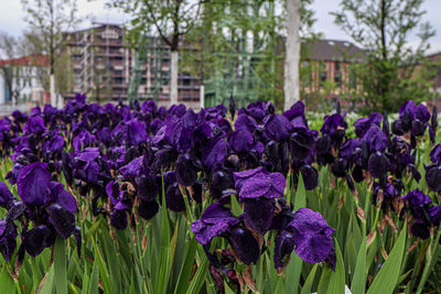 Close-up of purple crocus flowers in field