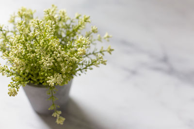 Close-up of potted plant against white wall