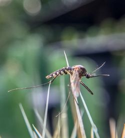 Close-up of insect