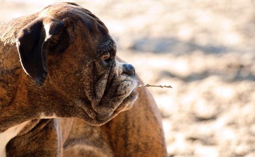 Close-up of dog in field