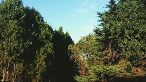 Scenic view of trees against sky