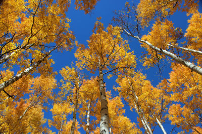 Low angle view of trees against sky during autumn