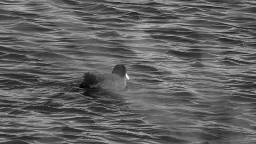 Full length of a duck swimming in sea