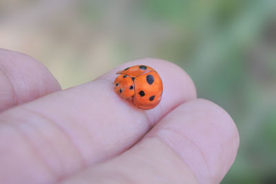 Close-up of ladybug on hand