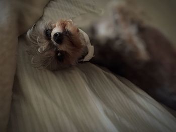 Close-up of rabbit on bed