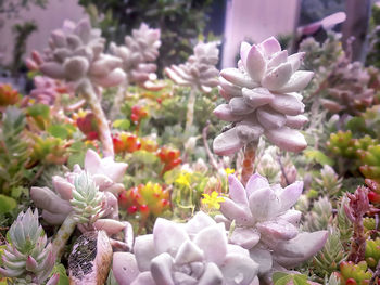 Close-up of pink flowers blooming outdoors