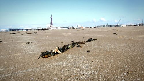 Seaweed on wet beach against sky