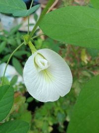 Close-up of white flowering plant