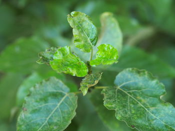Close-up of fresh green leaves