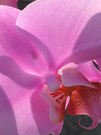 Close-up of pink flowers