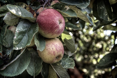 Close-up of fruits on tree
