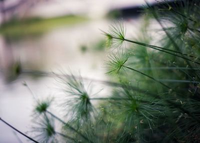 Close-up of dandelion on field