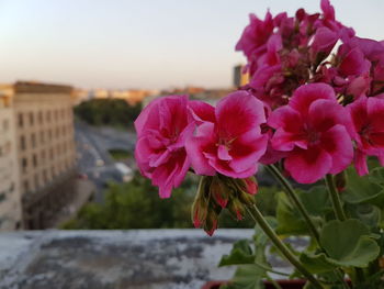 Close-up of pink flowers