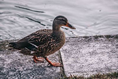 Close-up of a mallard duck