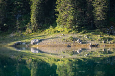 Scenic view of lake in forest