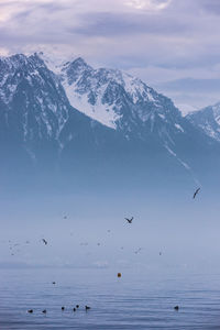 Birds flying over snowcapped mountains against sky