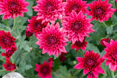 Close-up of pink flowering plants