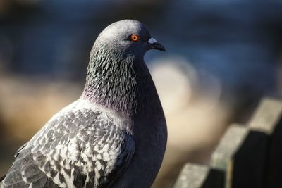 Close-up of pigeon perching outdoors