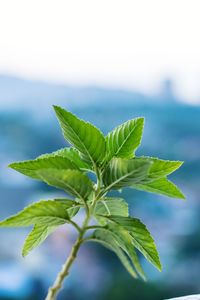 Close-up of fresh green leaves