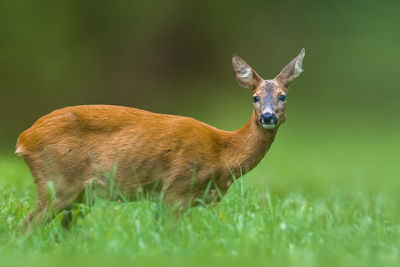 Deer in a field