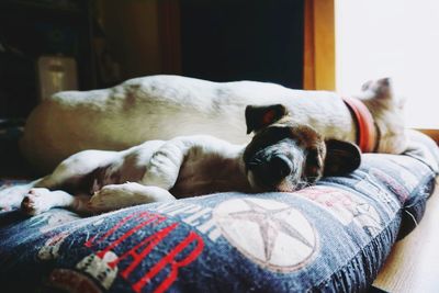 Dog sleeping on bed at home