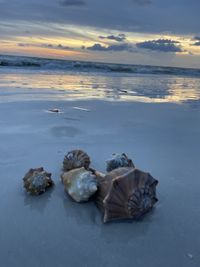 View of shells on beach