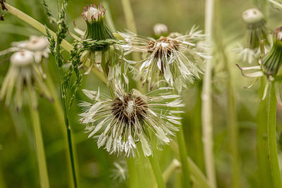 Close-up of dandelion on plant