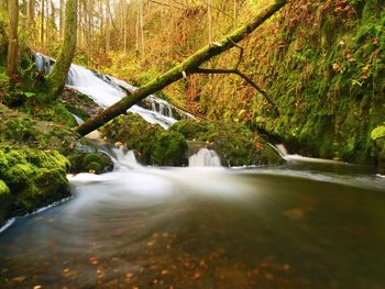 Scenic view of river stream amidst trees in forest