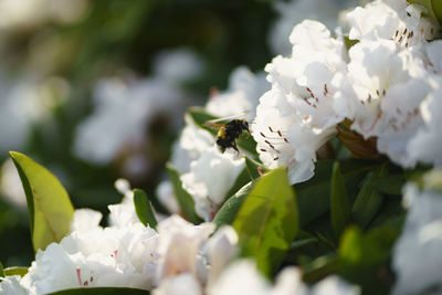 Close-up of bee on white flower