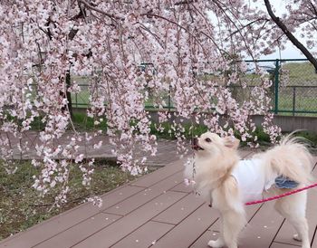 White dog on flower tree