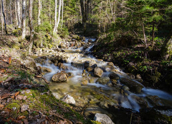 Stream flowing through rocks in forest