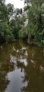 Scenic view of lake in forest