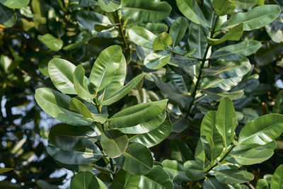 Calophyllum inophyllum or alexandrian laurel plant in the garden of ajc bose botanical garden.