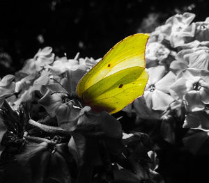 Close-up of yellow flower