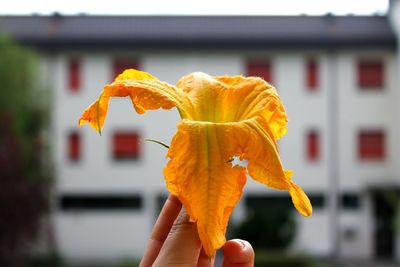 Close-up of hand holding orange flower