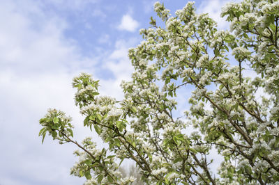 Low angle view of flowering plant against sky