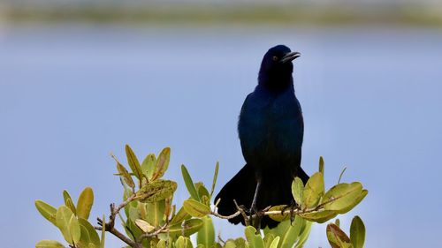 Bird perching on a plant