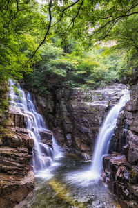 Scenic view of waterfall in forest