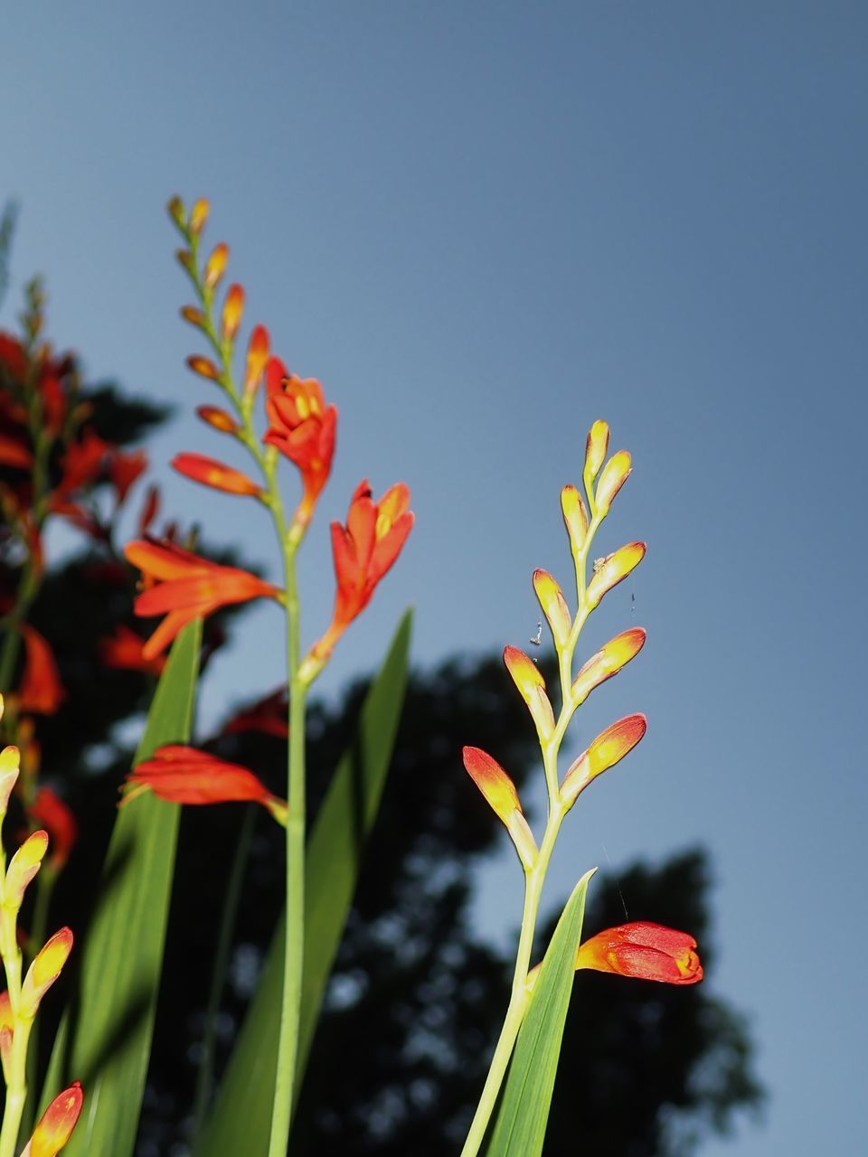 plant, flower, nature, growth, sky, flowering plant, beauty in nature, leaf, plant part, blue, close-up, grass, no people, freshness, yellow, outdoors, clear sky, day, red, focus on foreground, botany, plant stem, macro photography, sunlight, sunny, fragility, environment, food, green, land, landscape, multi colored