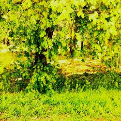 Green leaves on tree trunk