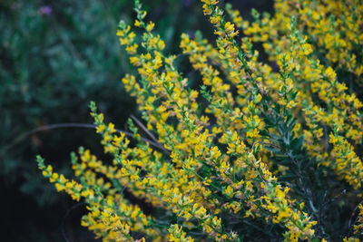 Close-up of yellow flowering plant
