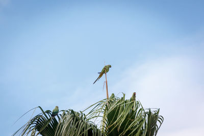 Low angle view of insect on plant against sky