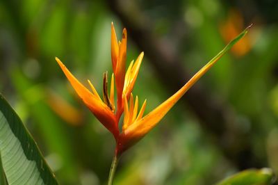 Close-up of flower against blurred background