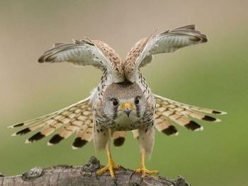 animals in the wild